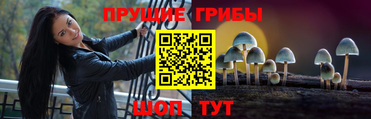 Псилоцибиновые грибы Psilocybe Малоярославец